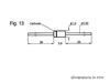 Diode Petits Signaux 150mA - 100V